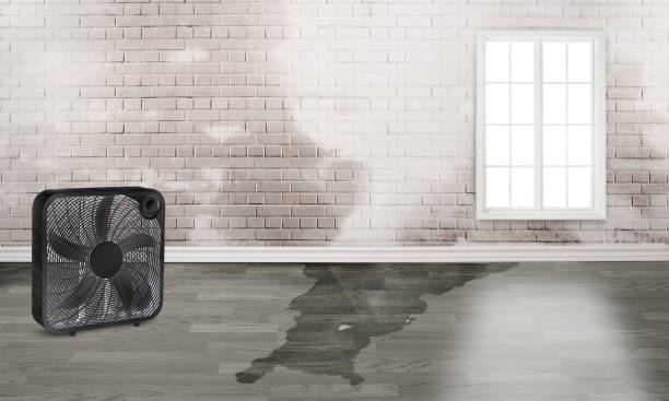 Best Ceiling water damage repair  in Atkins, IA